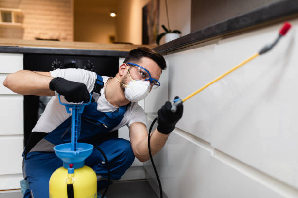 Wasp Removal Services in Maysville, GA
